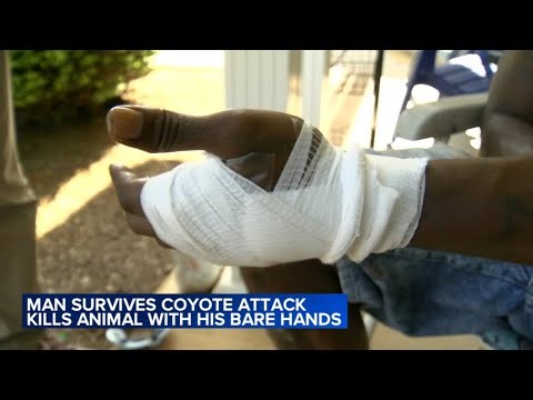 Man Fights Off Coyote with Bare Hands After Brutal Attack: 'I Felt Something Watching Me'