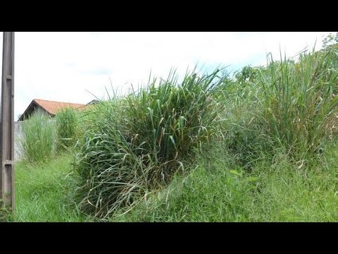 Mayor Murilo Félix says that janitorial services will be normalized.