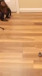 Monkey plays with toy mouse #monkey #playing #fun | MonkeyBoo