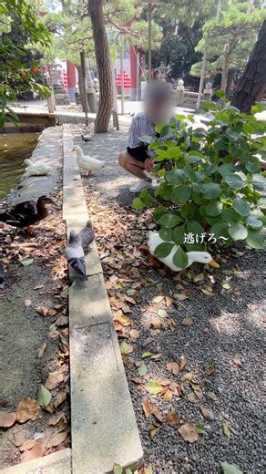 追い出すアヒル、追い出されるアヒル