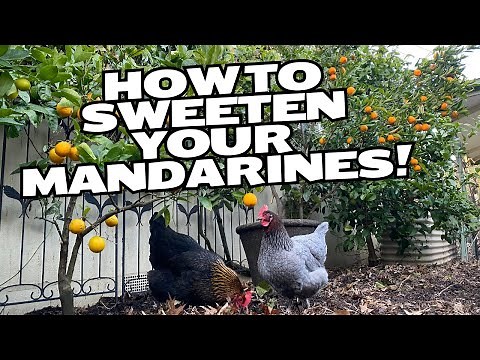 Restore and sweeten your MANDARIN TREE
