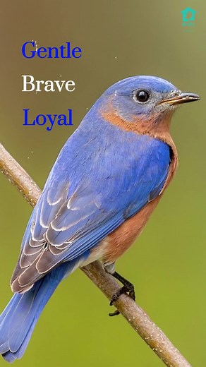 🕊️Who do you think of when you see this video? (Eastern Bluebird) . . #nature #bird #birds #birdtok #birdsoftiktok #birdcall #birdsong #birdsounds #birding #birdwatching #birdwatchers #backyardbirds #birdtiktok #citybirds #aves #mimicbird #bluebird