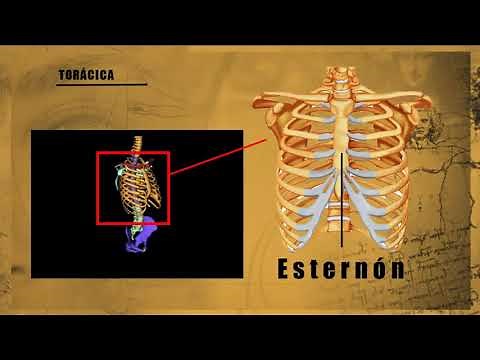 Cavidades corporales - Generalidades