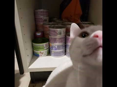 Cannabis Cultivation Scrog Flower Week 3: Strain Spotlight on Venom OG 🌱 #CannabisCultivation