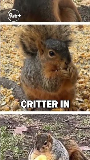 Fat Squirrel Week 2025