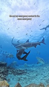 The underwater scream 😂 Diving with bull sharks in Fiji was pure magic. Powerful curious and so misunderstood. Being that close to them reminds you why respect matters. They are predators and this is their home so experiences like this should always be done with professionals who understand their behavior and safety. Sharks are essential to the ocean. They help keep ecosystems balanced by regulating species populations and maintaining healthy reefs. Protecting sharks means protecting the ocean 