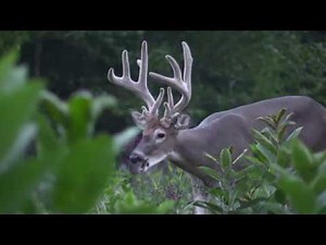 Stages of Whitetail Deer Buck antler growth April through July