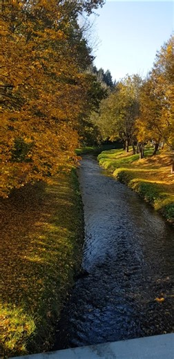Autumn in Germany 🍁 | Falling Leaves & Peaceful Vibes #safar #shorts #travel #germany