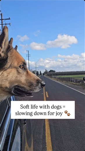 We stopped for cows ☑️ Rolled the windows down ☑️ Let them stare a little longer than necessary 🩶🐮 A soft life with dogs isn’t about aesthetics or approval. 🐺🤍 It’s about choosing what feels good moving slower, listening more, and letting joy be simple. 🤍 Always do you. Even when it looks different. #SoftLifeWithDogs #LifeWithDogs #SlowLiving #DogJoy #ChooseGentle | charlie_and_kai