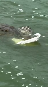 12K views · 31 reactions | Snake vs seagull vs gator! | Rowem Tigtig | Facebook