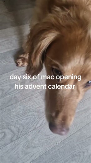 day six of mac opening his advent calendar