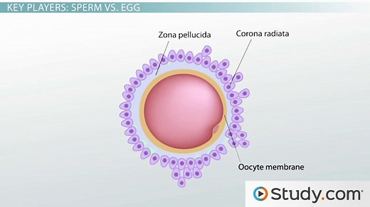Zygote Formation | Overview & Process