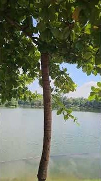 치앙마이 대학교 호수 둘러보기 치앙마이 여행 4K UHD(Thailand Chiang Mai University Lake Chiang Mai Travel)2026.7.25
