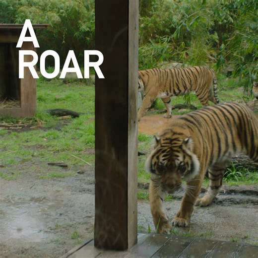 A roaring good time awaits at Taronga Zoo 🐯 Come for a day or visit all year round with an annual pass. | Taronga Zoo Sydney