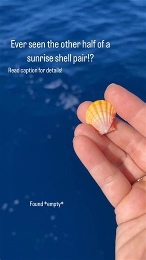 Did you know that two sides of a sunrise shell are completely different?! One side has bumpy knuckles and is a darker color, and the other has smooth ridges and is a brighter color! These endemic scallop shells, aka Langford’s Pectens, exist only in Hawaiian waters and no where else in the world. “Sunnies” (as they are referred to since they look like the sunrise and that’s the best time to find them!) are very rare to find washed ashore, this one was found scuba diving about 2 miles off the coa