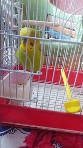 My Budgie Dancing and Singing With Full Energy 💃🐦 | Cutest Bird Ever!