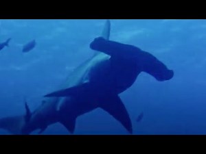 How the Hammerhead Shark Got its Name | Hammerhead | BBC Studios