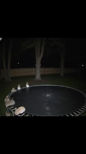 Adorable Bunny Videos for Animal Lovers