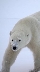 993 reactions · 115 shares | Churchill Polar Bear Tours | Natural Habitat Adventures | Facebook