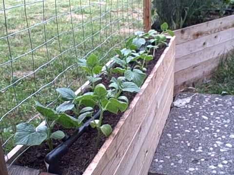 Cucumbers growing in planter box. Growing cucumbers in small spaces. like on patio