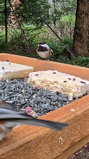 What is this Chickadee doing? #birds #wildlife #cuddlychickadee #nature