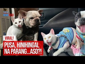 VIRAL!  Pusa, hinihingal na parang...aso?! | GMA Integrated Newsfeed | Videos | GMA News Online