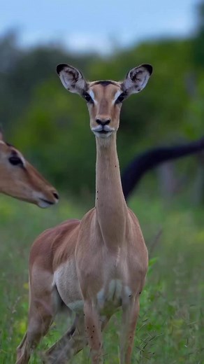 Gazelles are mammals, of the Bovidae family, mainly of the Antilopinae subfamily, living in the steppes of Africa and Asia. The name gazelle, feminine, comes from the classical Arabic ghazâl, of the same meaning. Gazelles are small, slender, agile and very fast running antelopes. #gazelle #animals #animal #photography #wild #wildlife #safari #afriquedusud🇿🇦 #afrique #fyp #foryou