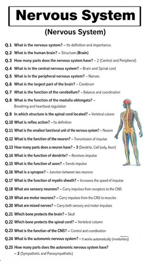 Nervous system #humanbody #nervoussystem #anatomy #gk #tgt #pgt #ctet #ptet #teaching #brain