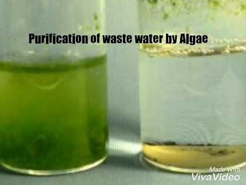 Purification of waste water by Algae