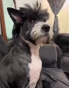 145K views · 1.1K reactions | Nice hair cut | Funny Now | Facebook