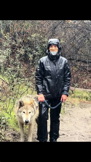 Rainy days, living the dream, playing with wolves, loving life. 🐺💜🌧️ #lovelife #liveyourdreams #wolfsanctuary #wolfconnection #wild