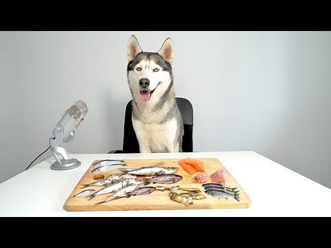 ASMR Husky Reviewing Raw Fish Parts!
