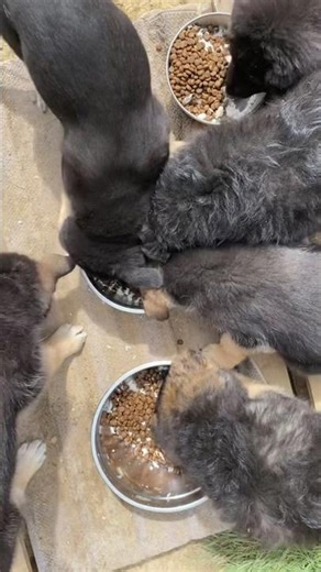 6 #puppies puppies chowing down at lunch #groenendael #germanshepherd #maremma #australia #offgrid