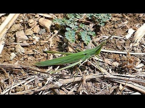 飛ぶショウリョウバッタ（♂♀）