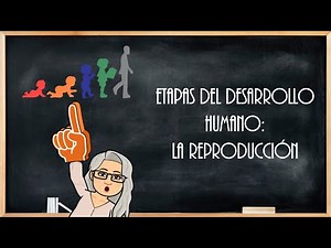 Stages of human development