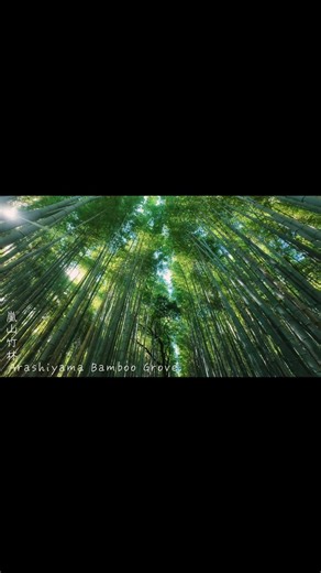 Walking Through Kyoto's Famous Bamboo Forest 🎋