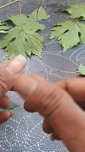 105K views · 324 reactions | Perhatikan cara membuat bibit anggur sendiri!!! #grafting #Grapepedia #Grapeducation @sorotan | Hugeng's Farmhouse | Facebook