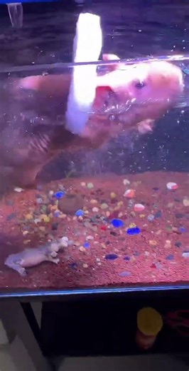 Swimming pool for small pet