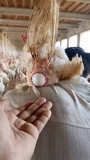 Science Facts on Instagram: "Where Does A Hen Lay Eggs . . . #trending #facts #hen #egg #eggs #reels #reelsinstagram #viralreels #trendingreels #viral"