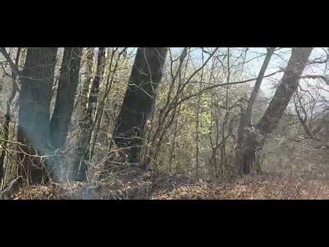 Where is the best place to set up an apiary, part 1?