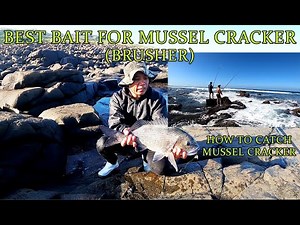 EP|39 HOW TO CATCH MUSSEL CRACKER/BRUSHER||FISHING EASTERN CAPE SOUTH AFRICA