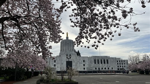 Cherry blossoms are blooming at Oregon State Capitol. When to see them