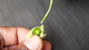 Green caterpillar of the moth eating green chickpeas. This worm lives in greens chickpeas pod and eats it. Insect inside green gram. Green bugs.