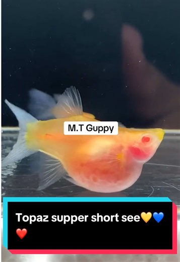 Topaz Guppy Fish Care Tips for Beginners