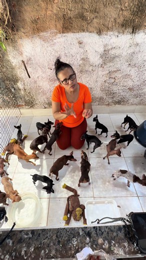 Explorando Minha Turminha Colorida de Pinschers