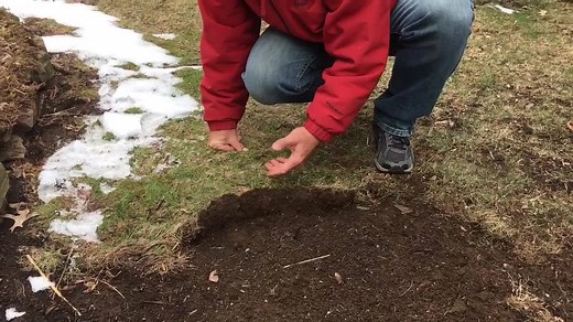 Having trouble with your lawn? It could be due to grubs. PennLive's garden writer George Weigel shows how to repair a lawn that’s been damaged by the little devils. | PennLive.com