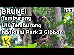 【K】Brunei Travel-Temburong[브루나이 여행-템부롱]울루 템부롱 국립공원 3 긴팔 원숭이/Ulu Temburong National Park/Gibbon