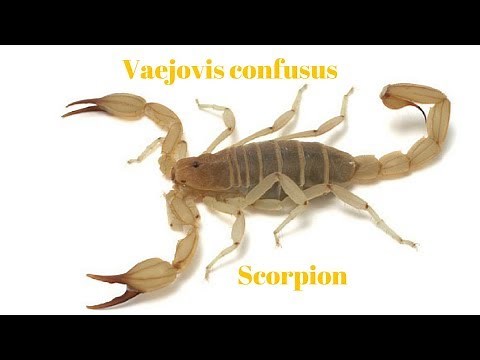 Vaejovis confusus Scorpion setup Yellow Ground Scorpion Coahuila Devil scorpion