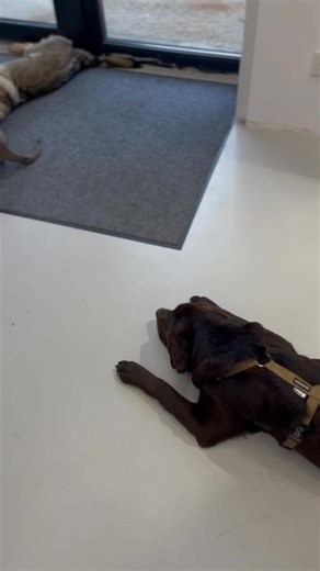 Labrador retriever Puppies For Adoption Hi there! I just know that we are meant to be. I have been dreaming of coming home to my new family and I sure hope that it is you! I promise that we will have lots of fun together. We can spend all day playing if you'd like. Whenever you get tired, I will be right there to cuddle up by your side. I'll be healthy, too so I will be ready for anything that you have planned. Please bring me home, I want to start my life with you! #labrador #labradorretrieverp