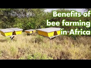 Sweet Success: A Journey Through Beekeeping Farming.|| Bee farming in Kenya Africa.